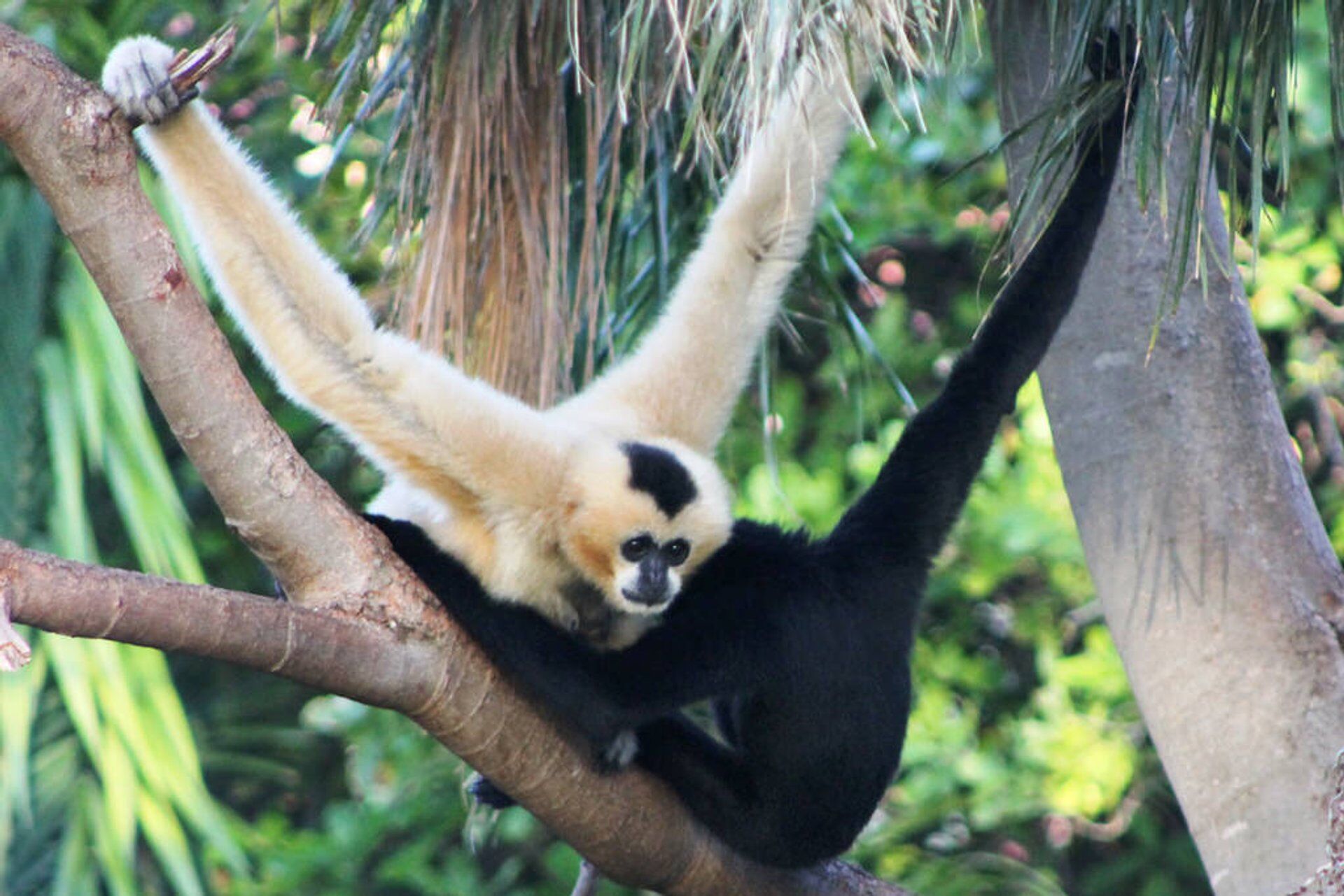 Gibbon Nam Ha Canopy - Authentic jungle adventure with local Khmu guides